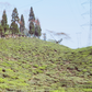 2025年 ダージリンファーストフラッシュ シンブリ茶園 30g