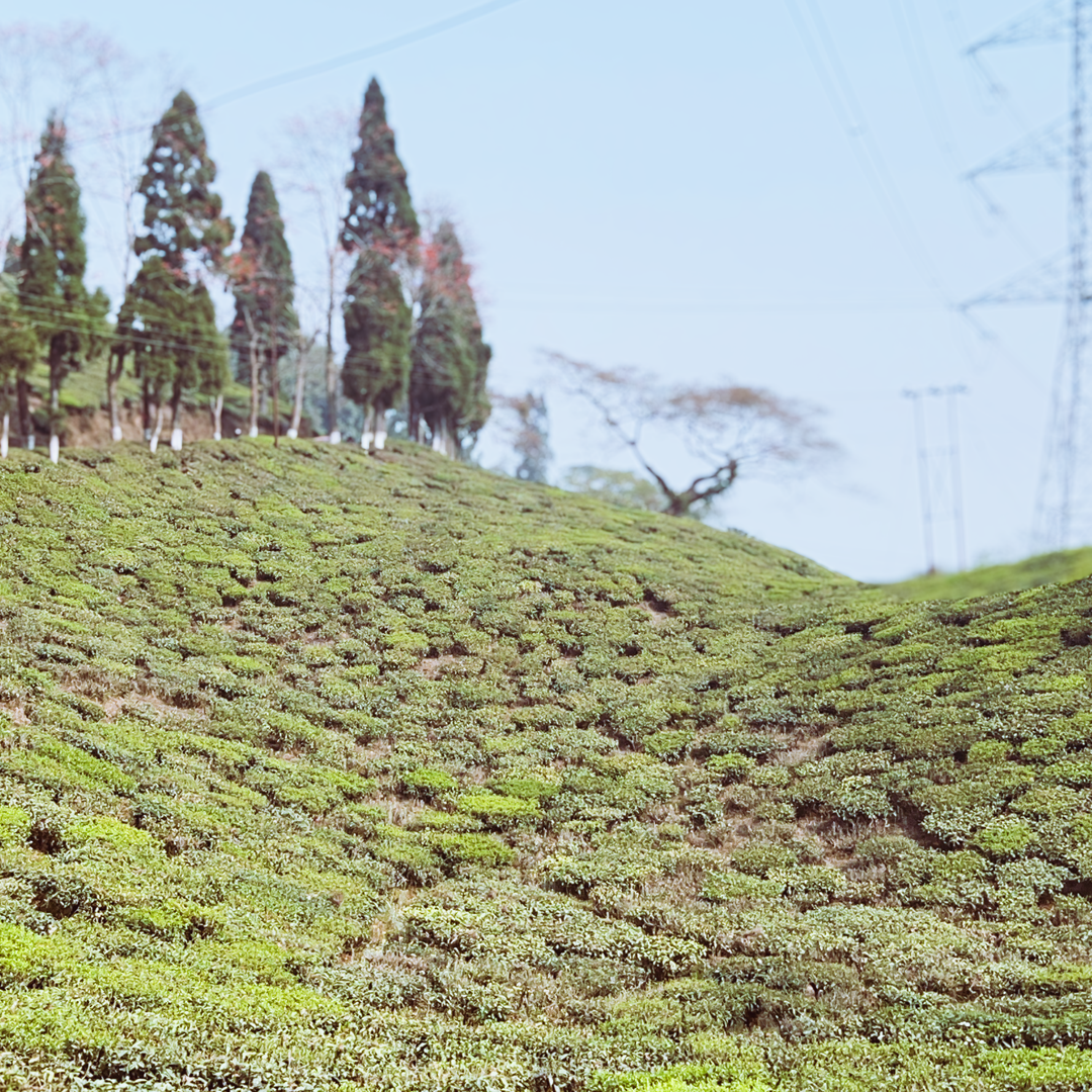 2025年 ダージリンファーストフラッシュ シンブリ茶園 30g