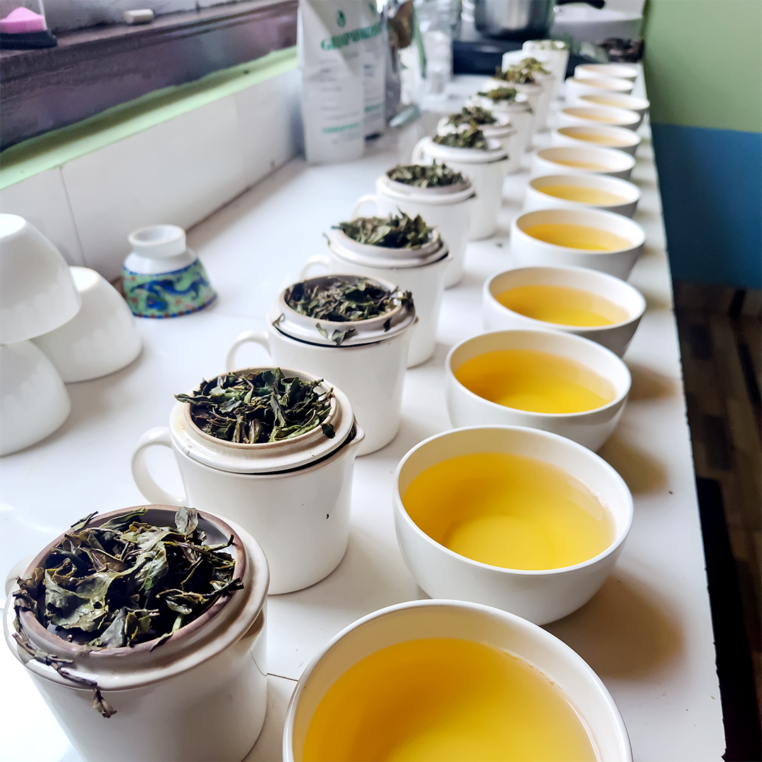 TEA POND 2023ダージリンファーストフラッシュ - 茶
